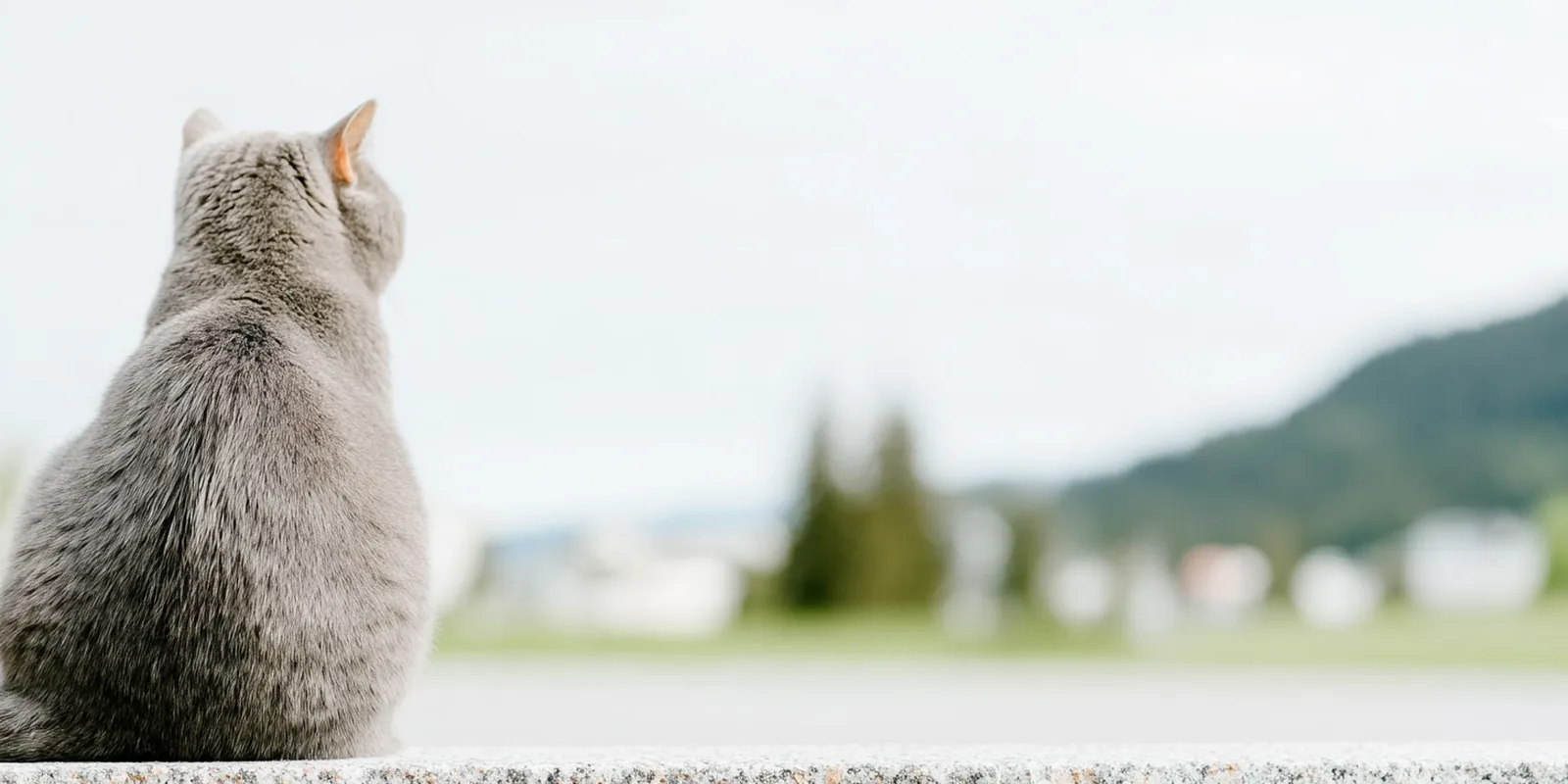 Chat au repos, posture calme
